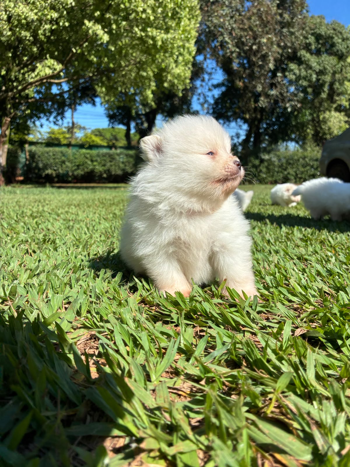 Filhote de Lulu da Pomerânia da Origem, foto 2