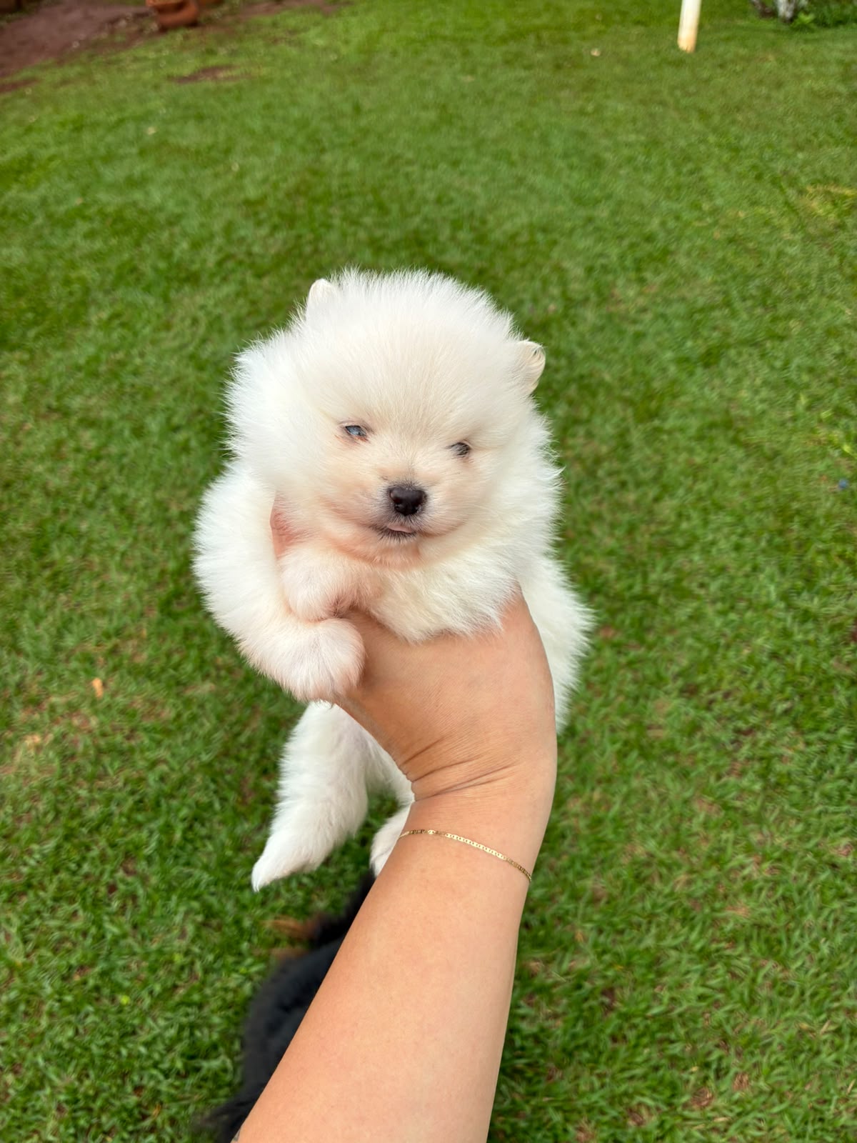 Filhote de Lulu da Pomerânia da Origem, foto 3
