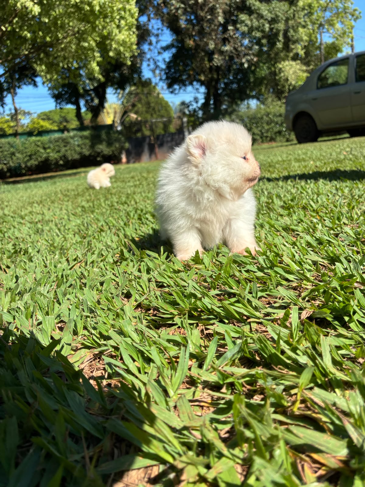 Filhote de Lulu da Pomerânia da Origem, foto 1